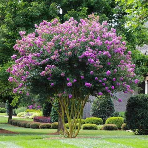 Designing a Fairy-Tale Garden with Dimming Witchcraft Crape Myrtle